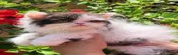 Persa gatos en venta: GATITOS PERSA - Anuncio 7