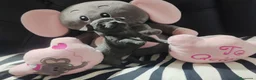 Chihuahua perros en venta: Parejita Chihuahua disponible - Anuncio 6