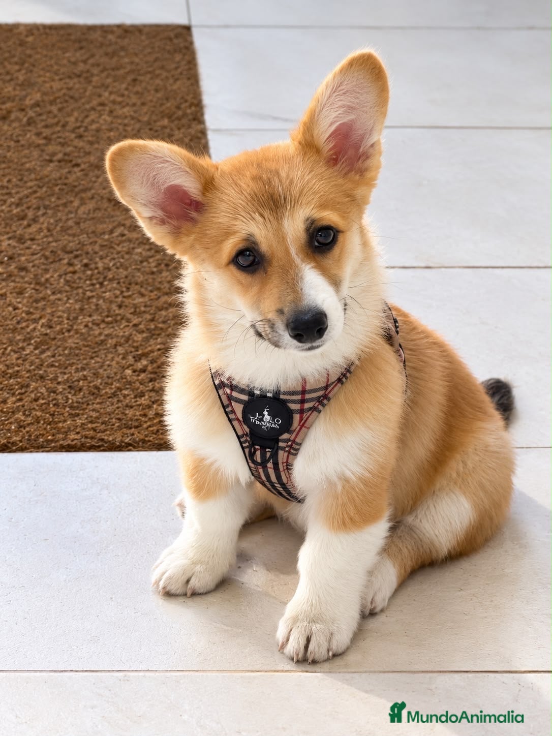 Welsh Corgi Pembroke perros en venta: Cachorros Corgi  | Criador pedigre garantia salud - Anuncio 2
