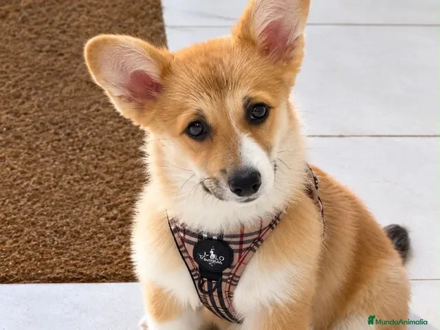 Welsh Corgi Pembroke perros en venta: Cachorros Corgi | Criador pedigre garantia salud - Anuncio 1