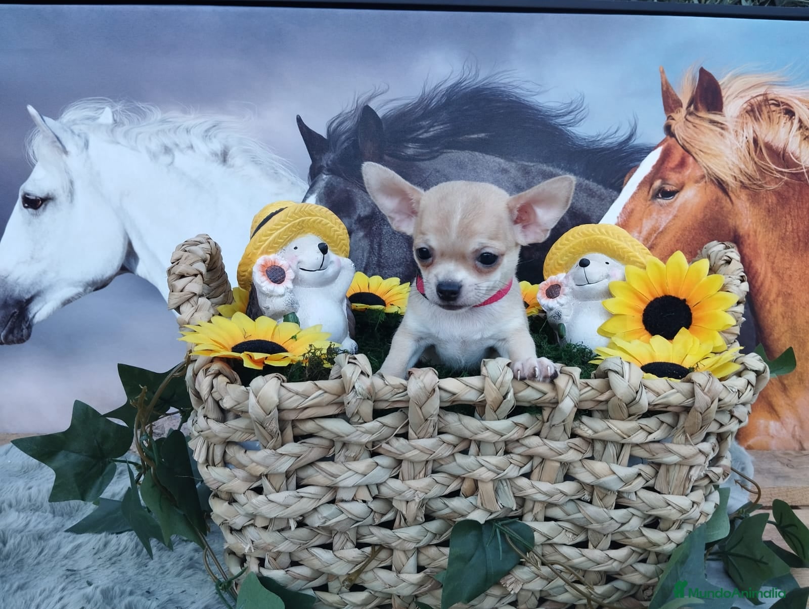 Chihuahua perros CHIHUAHUAS TOYS  - Anuncio 1