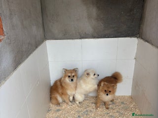 Pomerania perros Pomerania machos - Anuncio 4