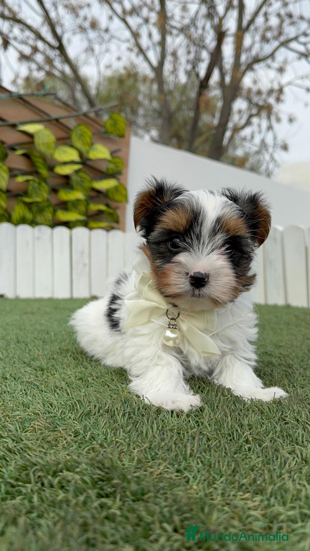 Yorkshire Terrier perros en venta: YORKSHIRE BIEWER - Anuncio 12