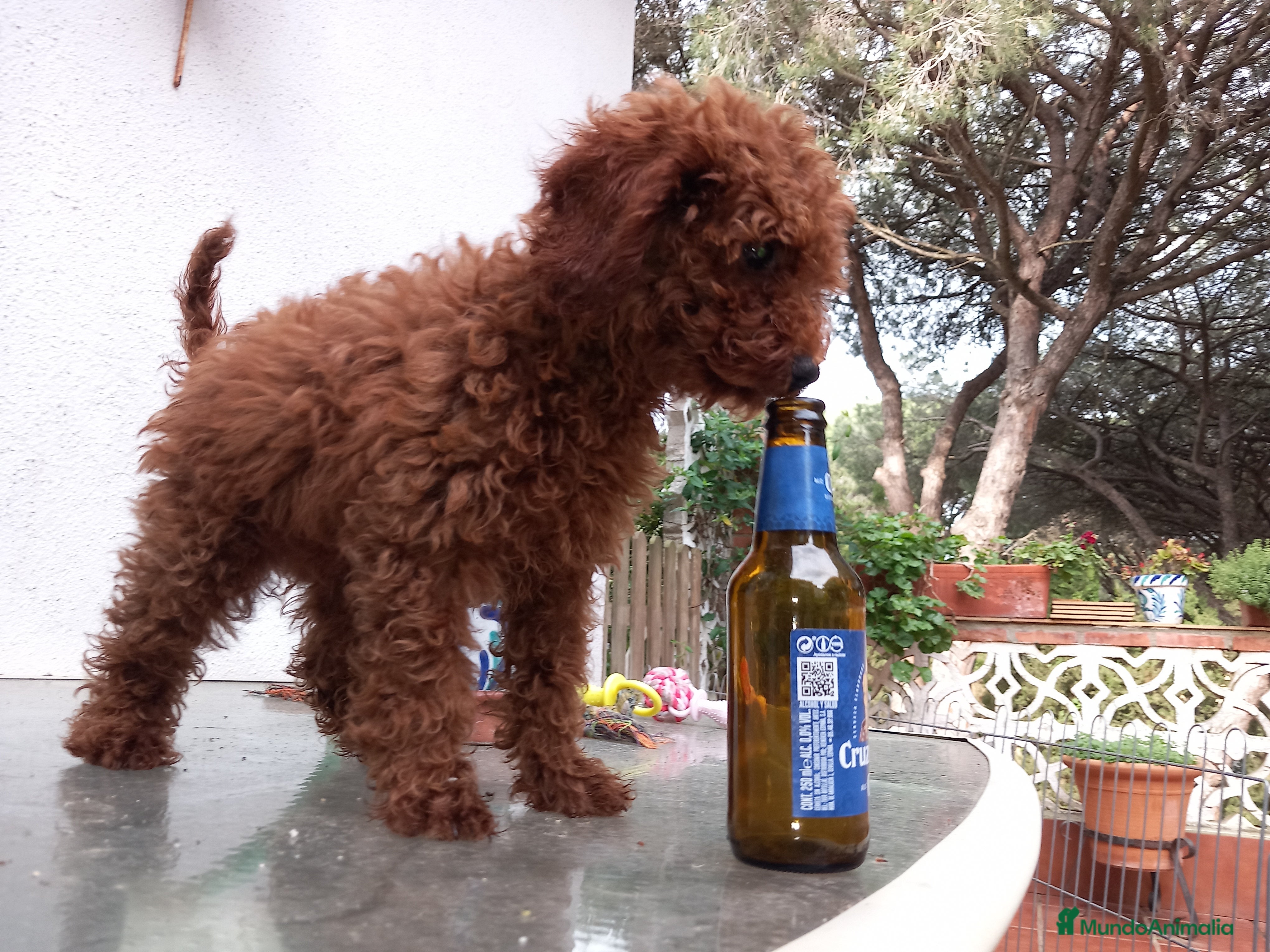 Caniche Toy perros Poodle toy cachorro caniche rojo en Sevilla - Anuncio 7