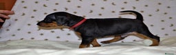 Pinscher Miniatura perros en venta: Pinscher miniatura (DISPONIBLES)  en Ciudad Real - Anuncio 1