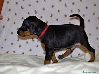 Pinscher Miniatura perros en Ciudad Real - Anuncio 27