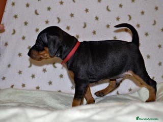 Pinscher Miniatura perros Pinscher miniatura (DISPONIBLES) en Ciudad Real - Anuncio 26