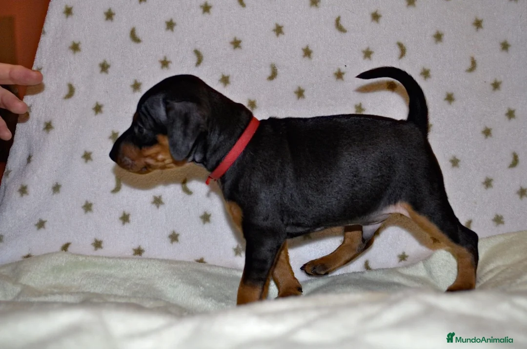 Pinscher Miniatura perros en venta: Pinscher miniatura (DISPONIBLES)  en Ciudad Real - Anuncio 1