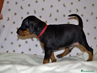 Pinscher Miniatura perros Pinscher miniatura (DISPONIBLES) en Ciudad Real - Anuncio 34