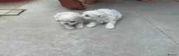 Bichón Maltés perros en venta: Bichon maltés  - Anuncio 10