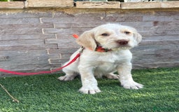 Braco Alemán de Pelo Duro perros en venta: Disponible hembra braco alemán  - Anuncio 5