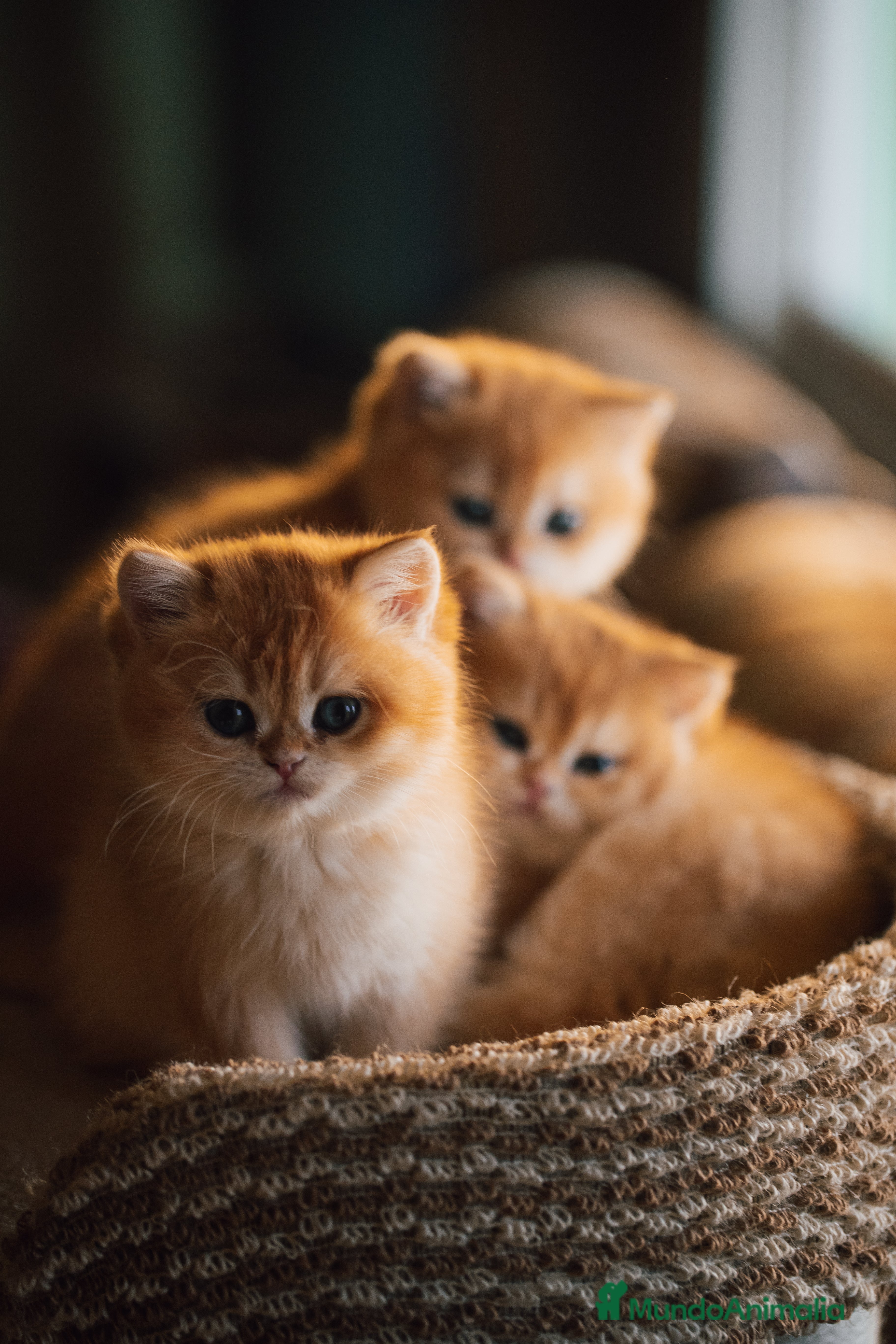 Británico de Pelo Corto gatos Preciosas british golden chinchilla - Anuncio 1