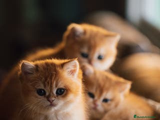 Británico de Pelo Corto gatos Preciosas british golden chinchilla - Anuncio 2