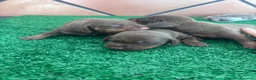 Teckel Miniatura perros en venta: Preciosos Teckel arlequín Isabella y chocolate. en Barcelona - Anuncio 8