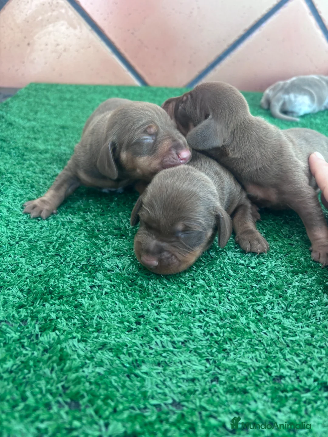 Teckel Miniatura perros en venta: Preciosos Teckel arlequín Isabella y chocolate. en Barcelona - Anuncio 8
