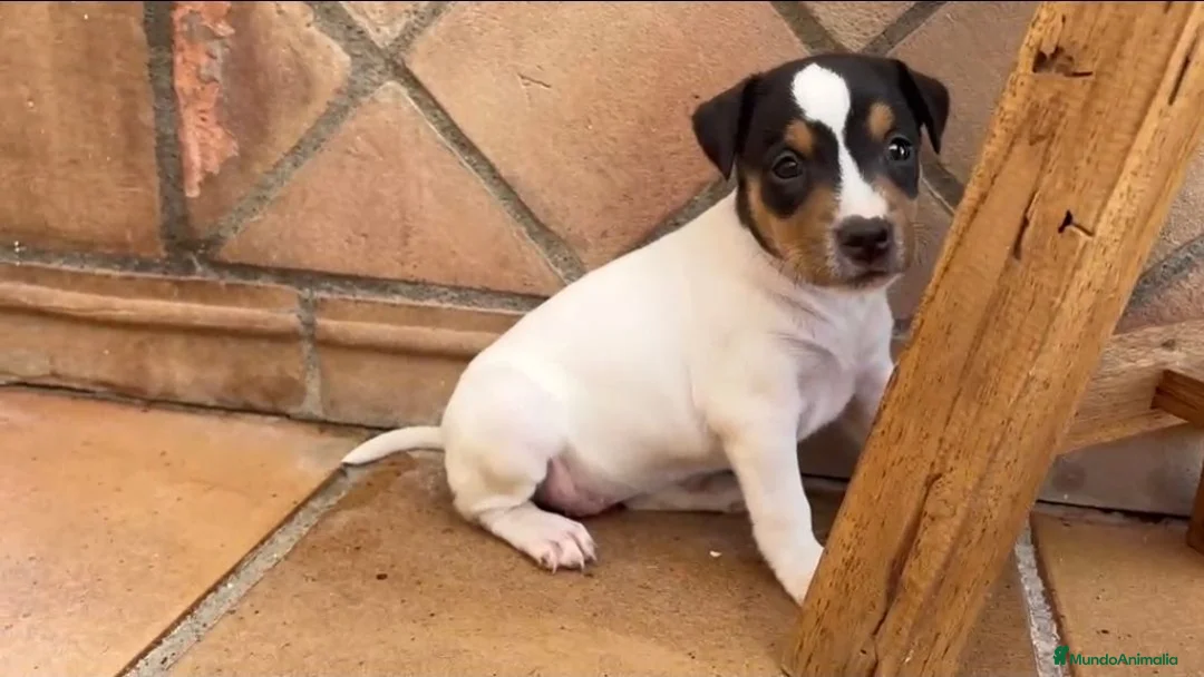 Ratonero Bodeguero Andaluz perros en venta: Impresionante bodeguero andaluz  - Anuncio 1