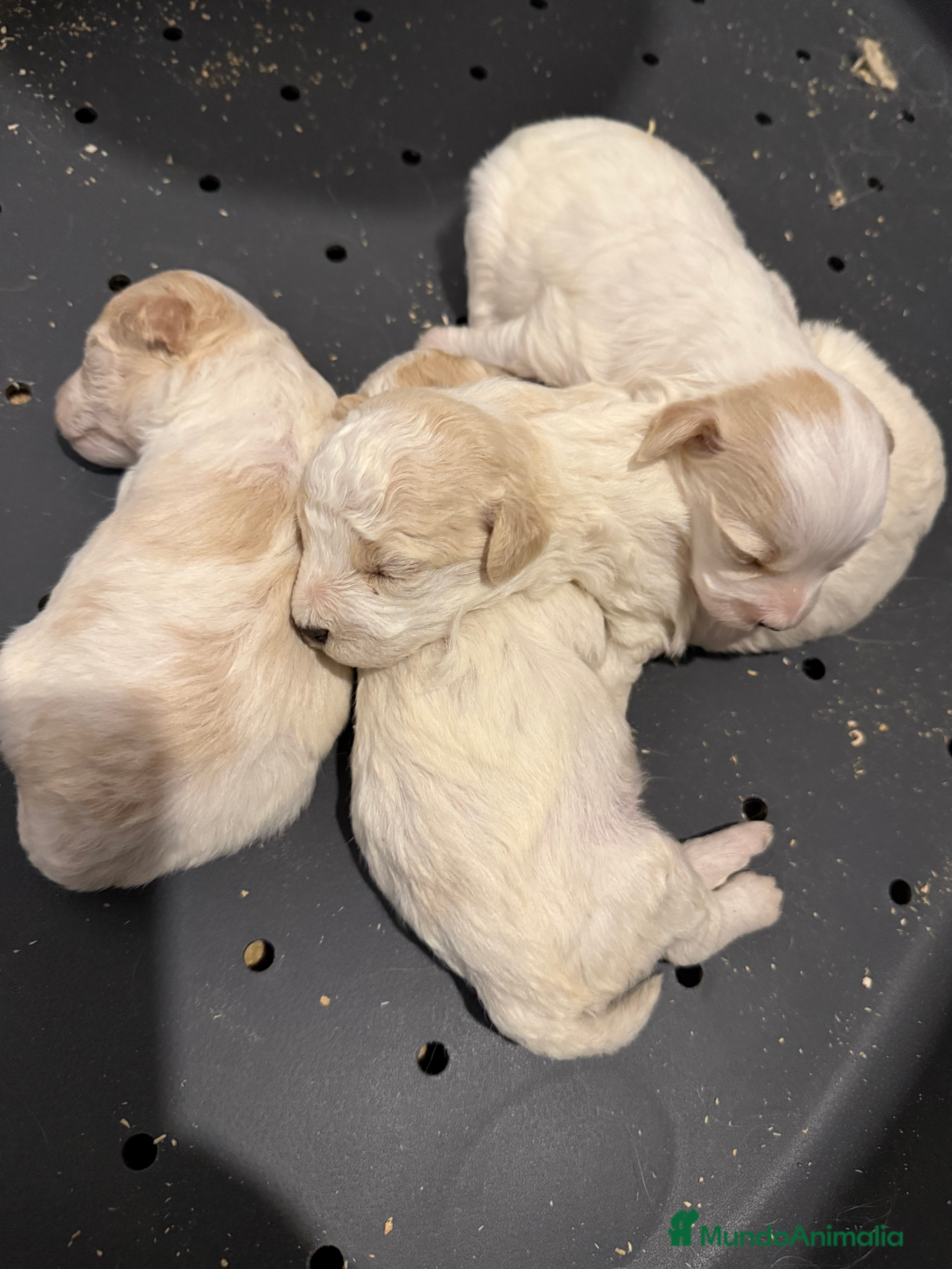 Maltipoo perros MALTIPOOS  - Anuncio 18