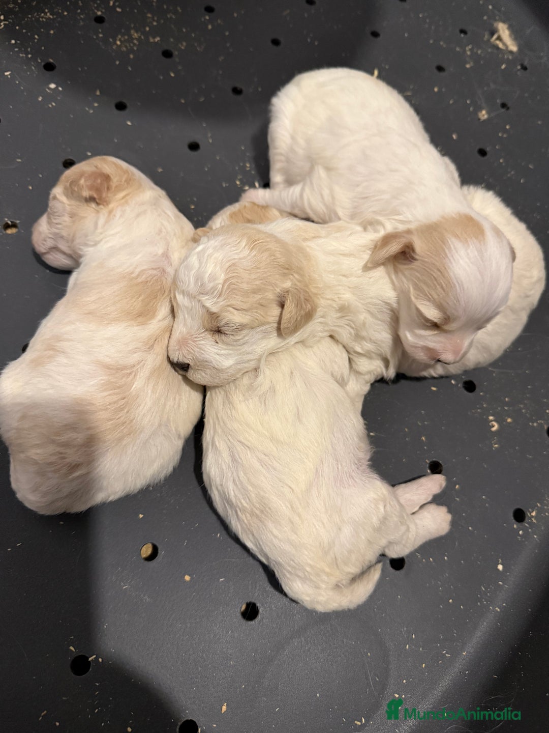 Maltipoo perros en venta: MALTIPOOS  - Anuncio 1