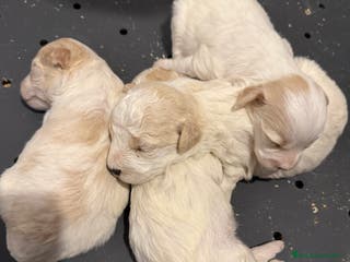 Maltipoo perros MALTIPOOS - Anuncio 9