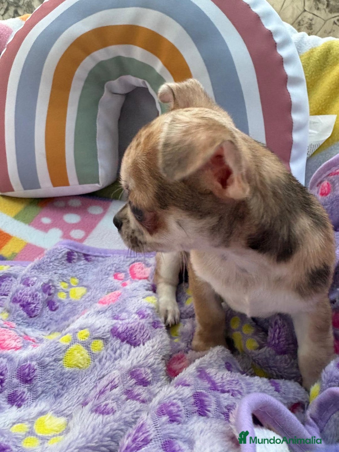 Chihuahua perros en venta: Chihuahua Machito merle toy - Imagen 6