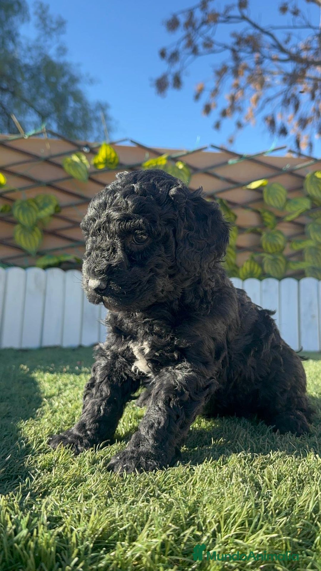 Perro de Agua Español perros en venta: PERRO DE AGUA ESPAÑOL HEMBRA - Anuncio 7