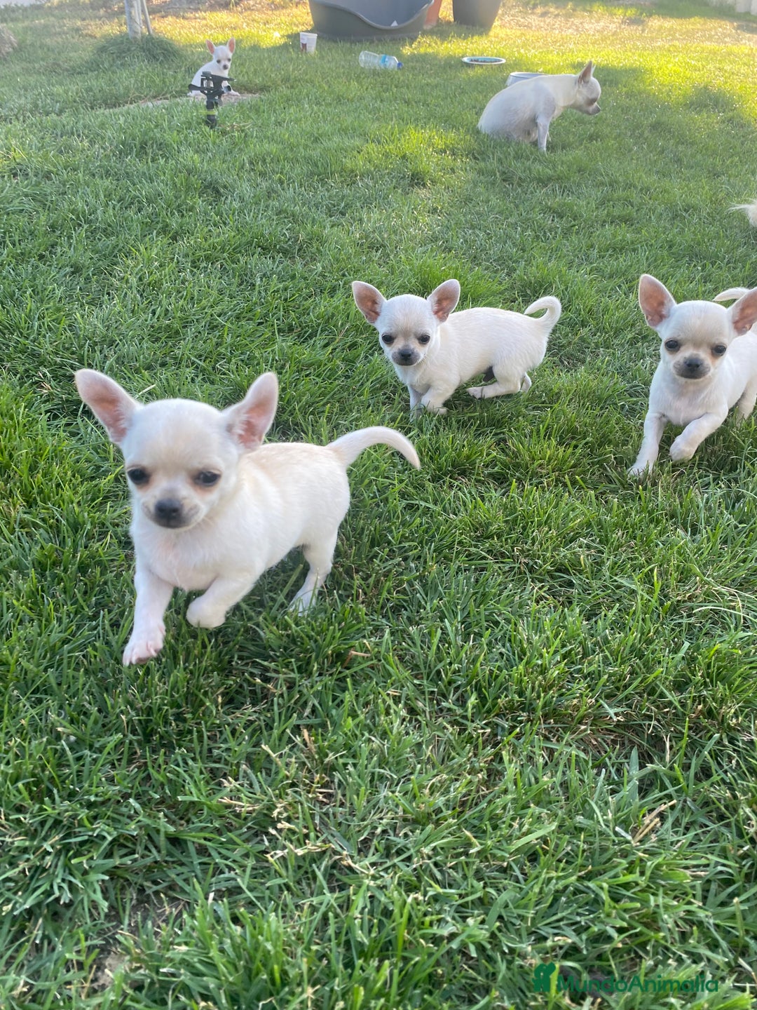 Chihuahua perros en venta: ÚLTIMOS 3 MACHOS - Imagen 1