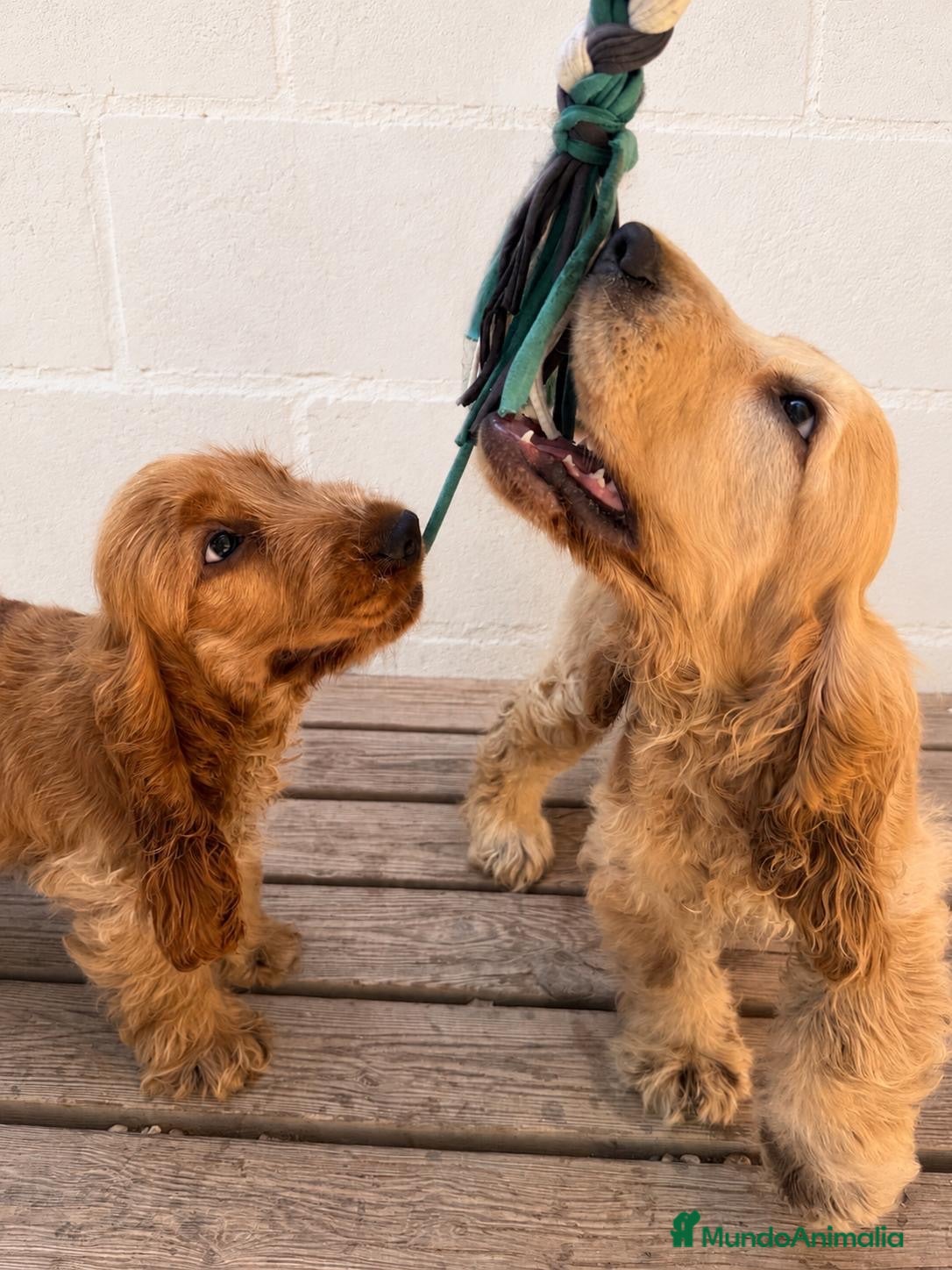 Cocker Spaniel Inglés perros Cocker Spaniel inglés en Caraby  - Anuncio 1