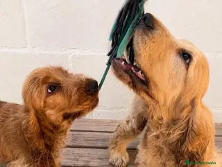 Cocker Spaniel Inglés perros Cocker Spaniel inglés en Caraby - Anuncio 1