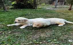 Golden Retriever perros en venta: Espectacular camada de Golden Retriever - Imagen 2