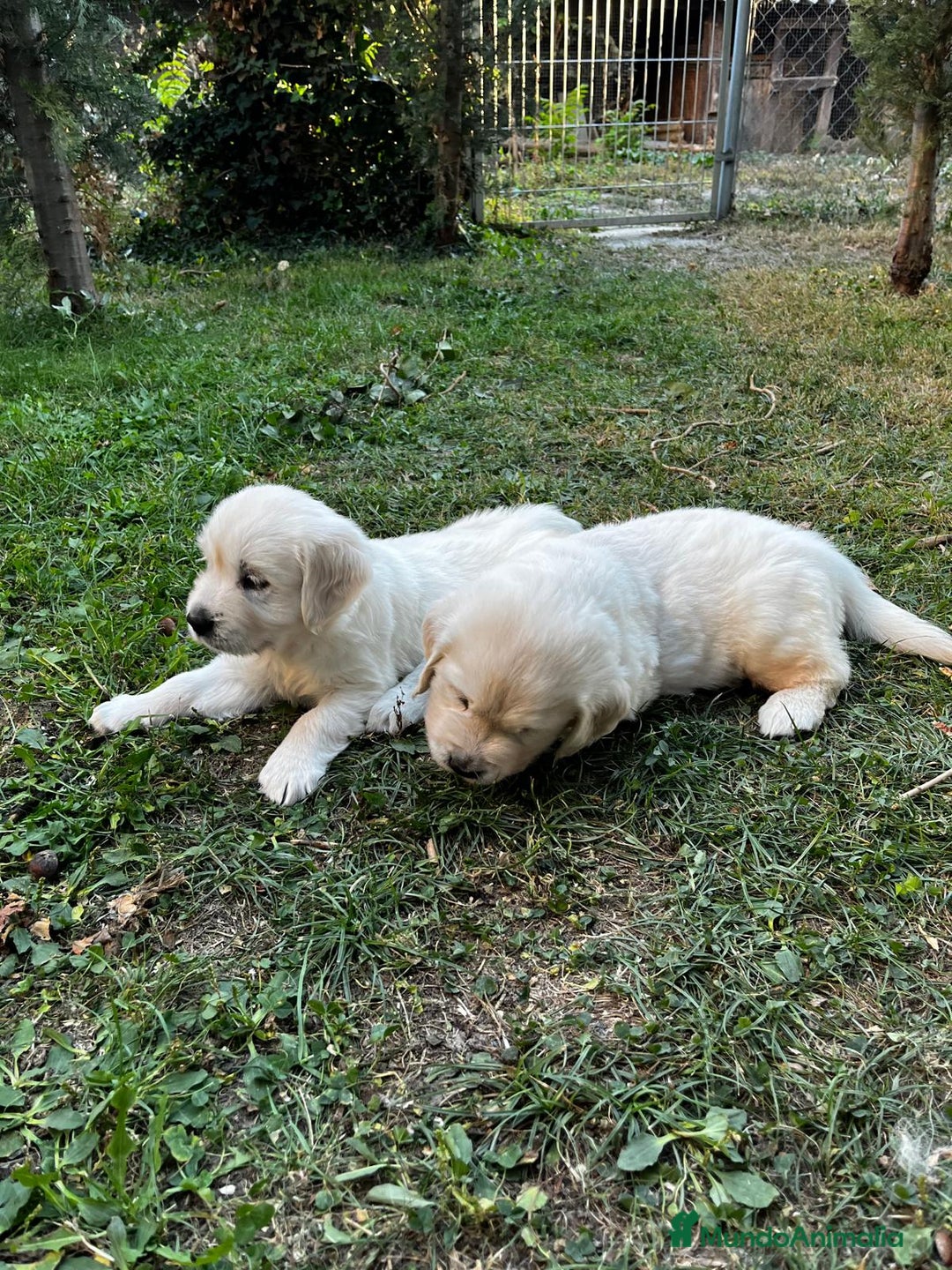 Golden Retriever perros en venta: Espectacular camada de Golden Retriever - Imagen 2