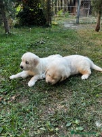 Golden Retriever perros Espectacular camada de Golden Retriever - Anuncio 4