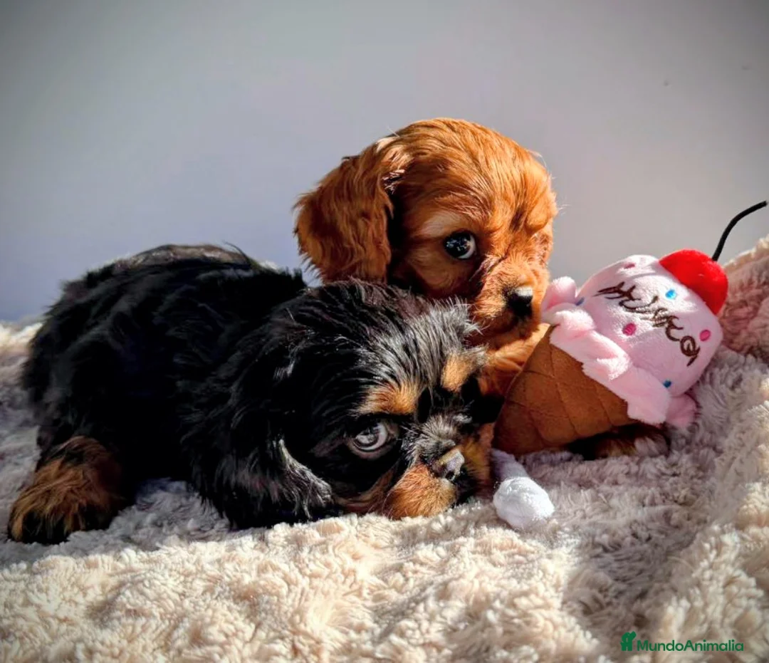 Cavalier King Charles Spaniel perros en venta: Cachorros Cavalier King Charles Spaniel  - Anuncio 12