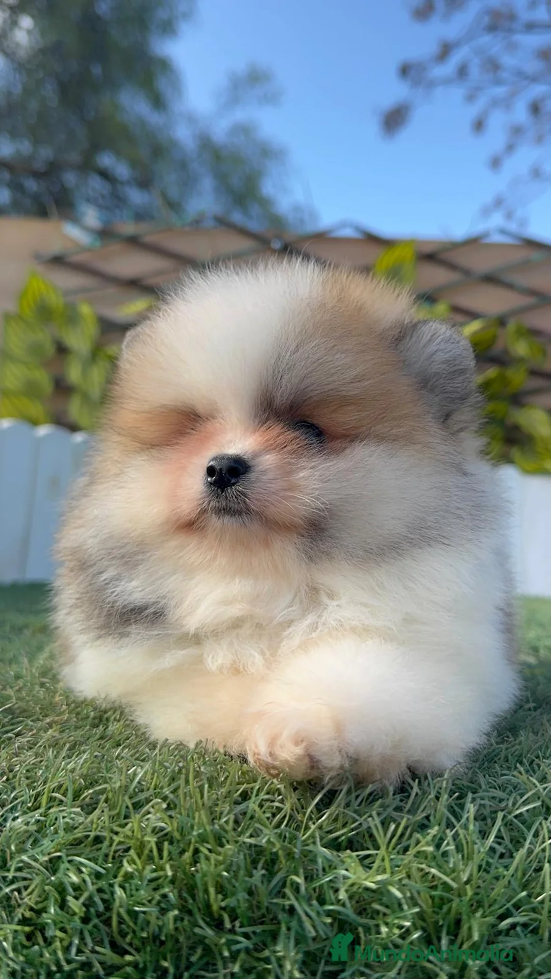 Pomerania perros en venta: POMERANIA - Anuncio 4