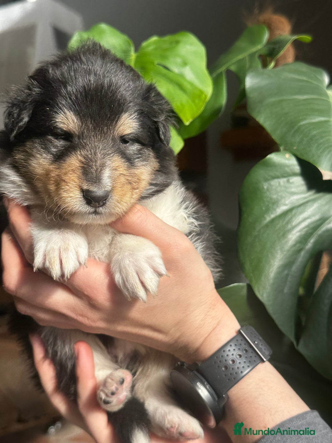 Collie de Pelo Largo perros en venta: Rough collie - Anuncio 4