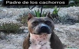 American Staffordshire-Terrier perros en venta: American Stanford  - Imagen 6