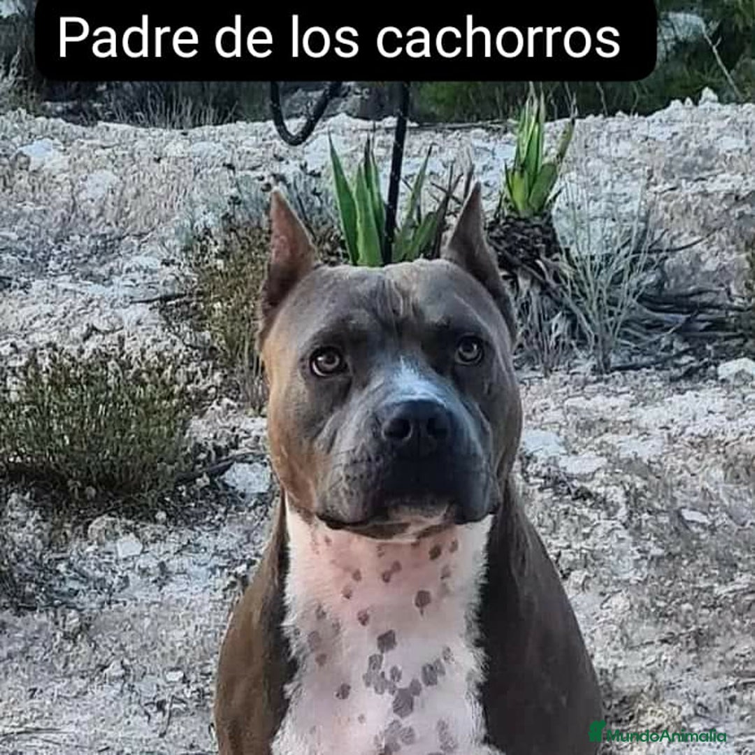 American Staffordshire-Terrier perros en venta: American Stanford  - Imagen 6