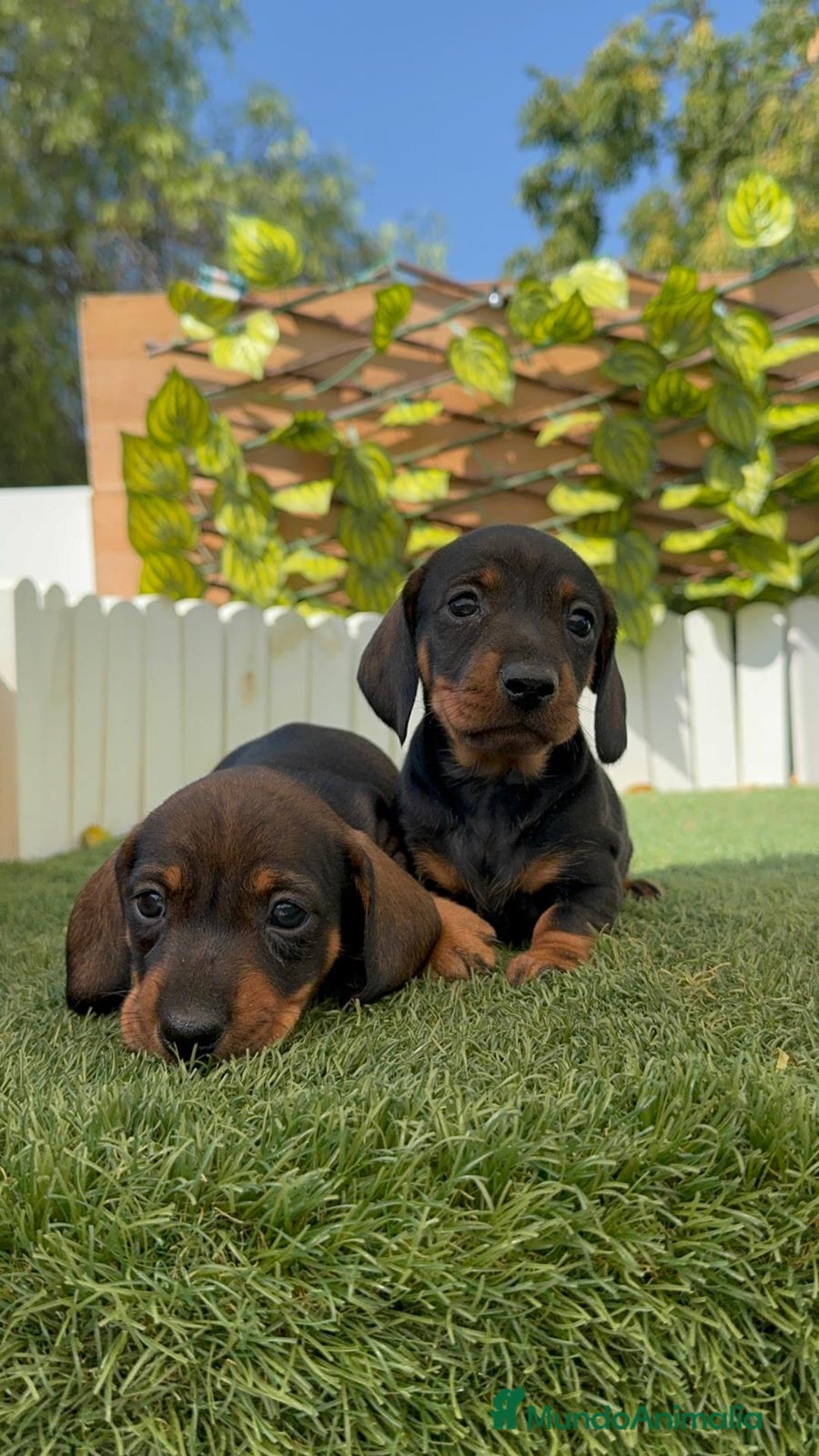 Teckel Miniatura perros en venta: TECKEL. MINIATURA - Imagen 3