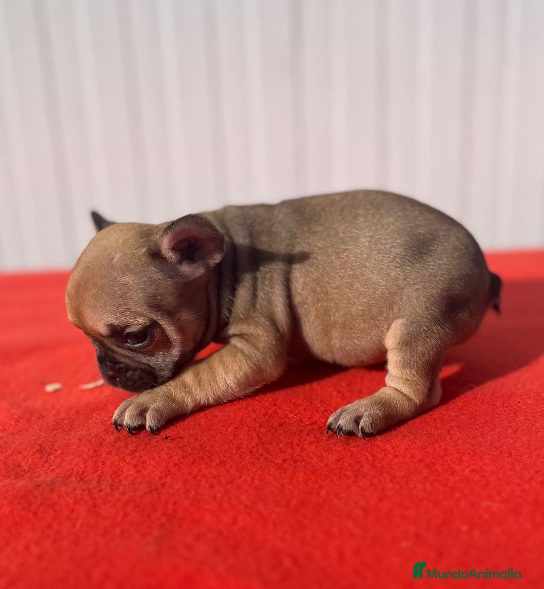 Bulldog Francés perros en venta: Bulldog Francés  - Anuncio 3