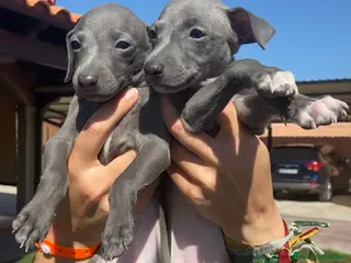 Pequeño Lebrel Italiano perros CACHORROS DE PICCOLO LEBREL ITALIANO - Anuncio 1