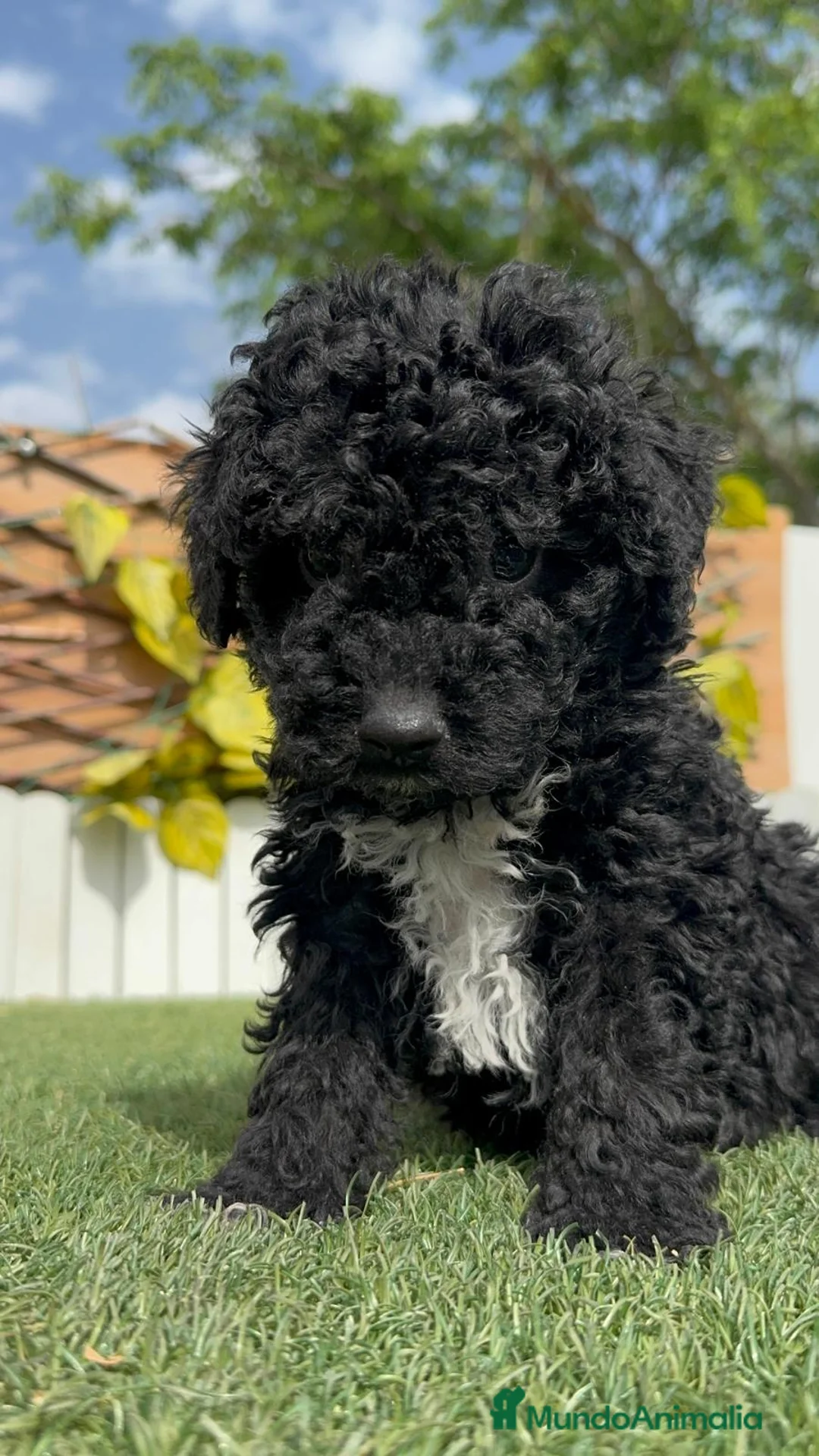 Perro de Agua Español perros en venta: PERRO DE AGUA ESPAÑOL - Anuncio 1