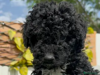 Perro de Agua Español perros PERRO DE AGUA ESPAÑOL - Anuncio 2