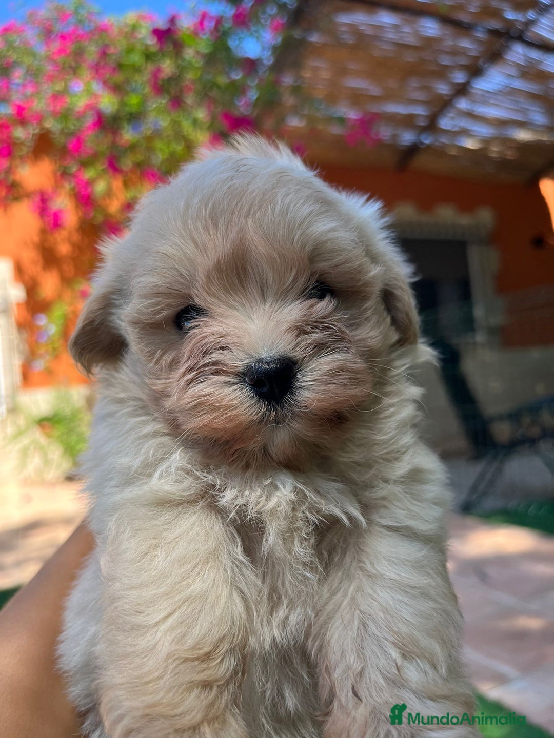 Maltipoo perros en venta: Maltipoo toy - Imagen 4
