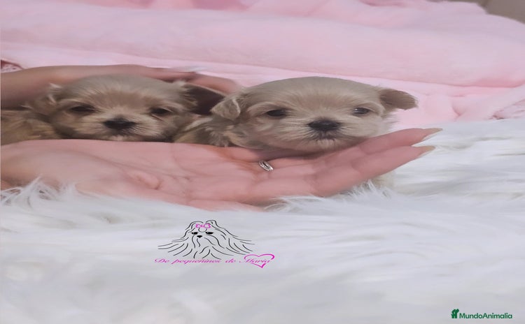 Maltipoo perros - Anuncio 1