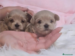 Maltipoo perros - Anuncio 6