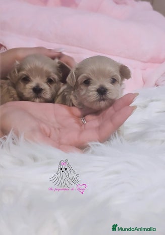 Maltipoo perros - Anuncio 4