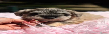 Schnauzer Miniatura Cachorro 3