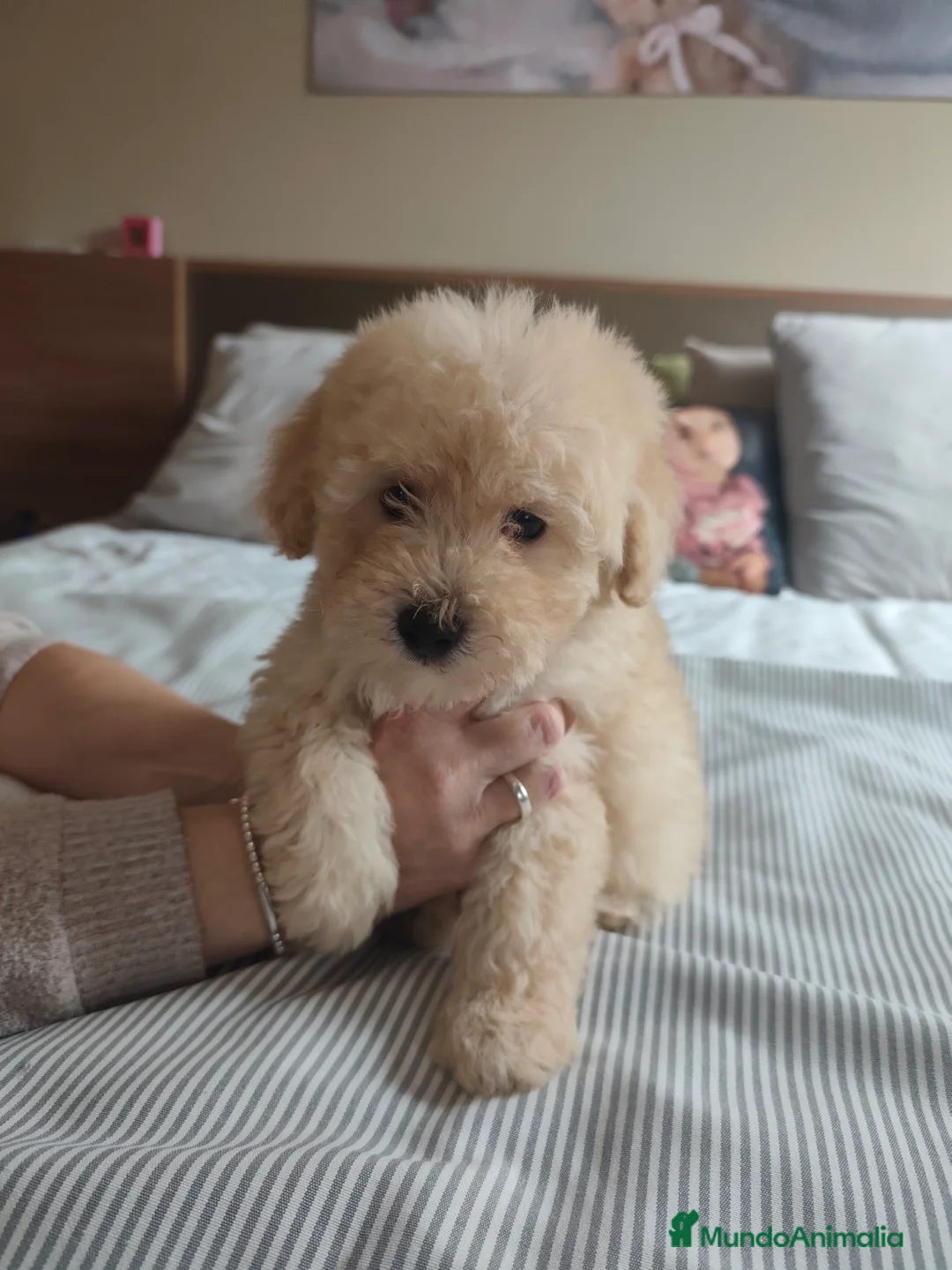 Caniche Toy perros en venta: Preciosos caniches  - Anuncio 5