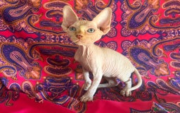 Sphynx gatos en venta: Sphynx  - Imagen 1