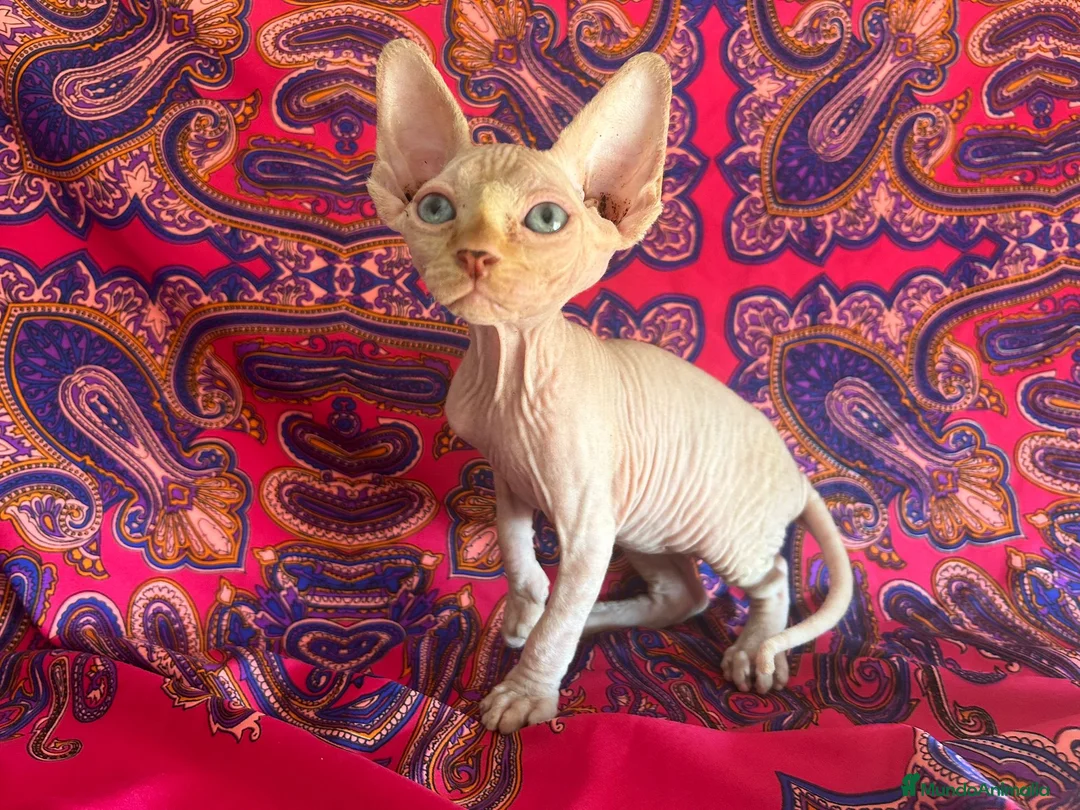 Sphynx gatos en venta: Sphynx  - Anuncio 1