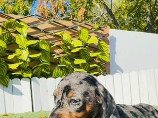 Teckel Miniatura perros TECKEL MINIATURA HEMBRA - Anuncio 1